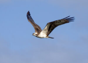 Fiskeørn - Hjarbæk Fjord august/september 2021