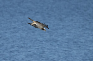Fiskeørn - Hjarbæk Fjord august/september 2021