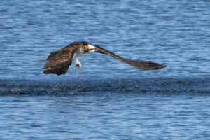 Fiskeørn - Hjarbæk Fjord august/september 2021