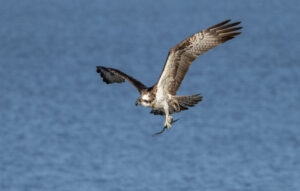 Fiskeørn - Hjarbæk Fjord august/september 2021