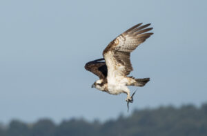 Fiskeørn - Hjarbæk Fjord august/september 2021