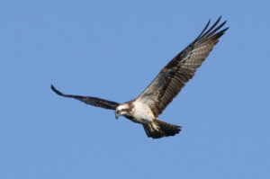 Fiskeørn - Hjarbæk Fjord august/september 2021