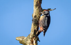 Mellemflagspætte - Ringkøbing februar 2021