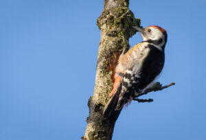 Mellemflagspætte - Ringkøbing februar 2021