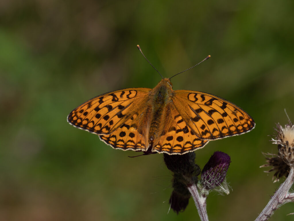 Skovperlemorsommerfuglen (Argynnis adippe) - Bidstrupskovene juli 2018