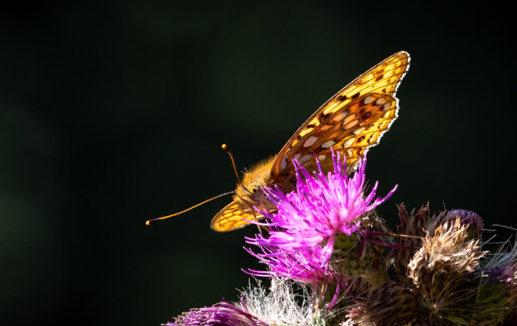 Skovperlemorsommerfuglen (Argynnis adippe) - Bidstrupskovene juli 2018