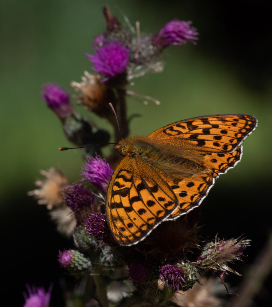 Skovperlemorsommerfuglen (Argynnis adippe) - Bidstrupskovene juli 2018