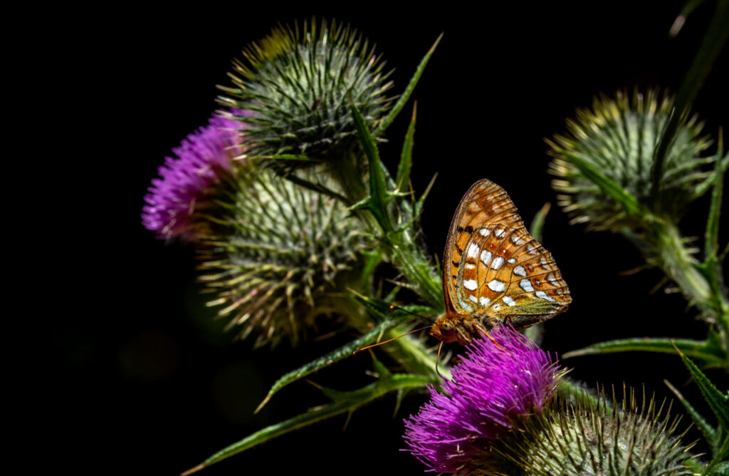 Skovperlemorsommerfuglen (Argynnis adippe) - Bidstrupskovene juli 2018