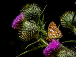 Skovperlemorsommerfuglen (Argynnis adippe) - Bidstrupskovene juli 2018