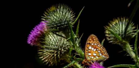 Skovperlemorsommerfuglen (Argynnis adippe) - Bidstrupskovene juli 2018