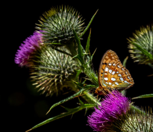 Skovperlemorsommerfuglen (Argynnis adippe) - Bidstrupskovene juli 2018