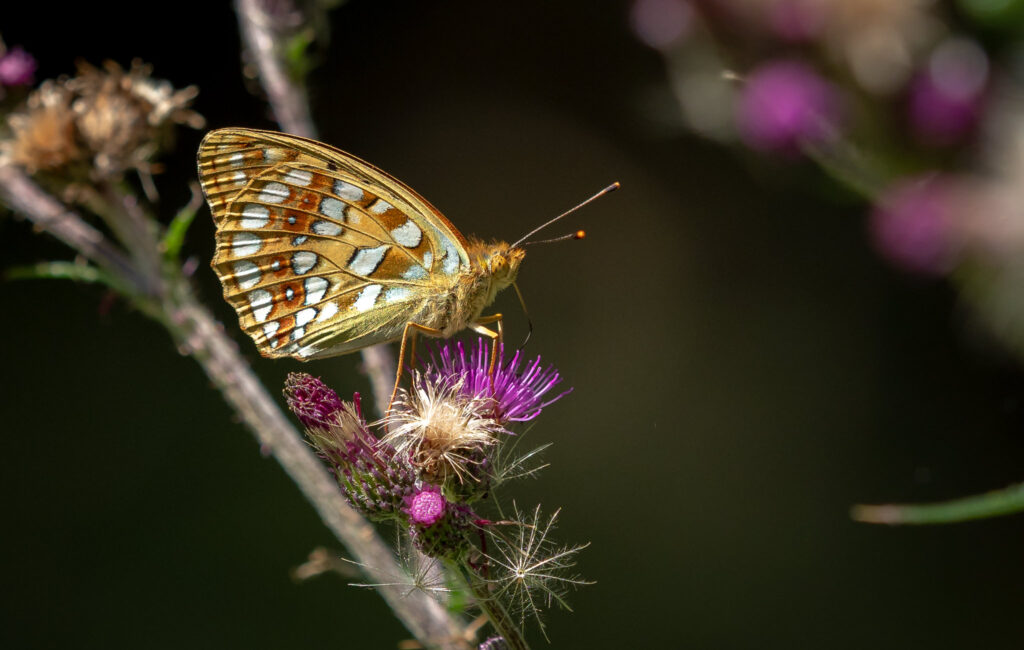 Skovperlemorsommerfuglen (Argynnis adippe) - Bidstrupskovene juli 2018