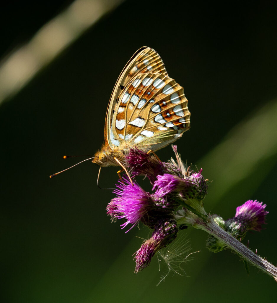 Skovperlemorsommerfuglen (Argynnis adippe) - Bidstrupskovene juli 2018