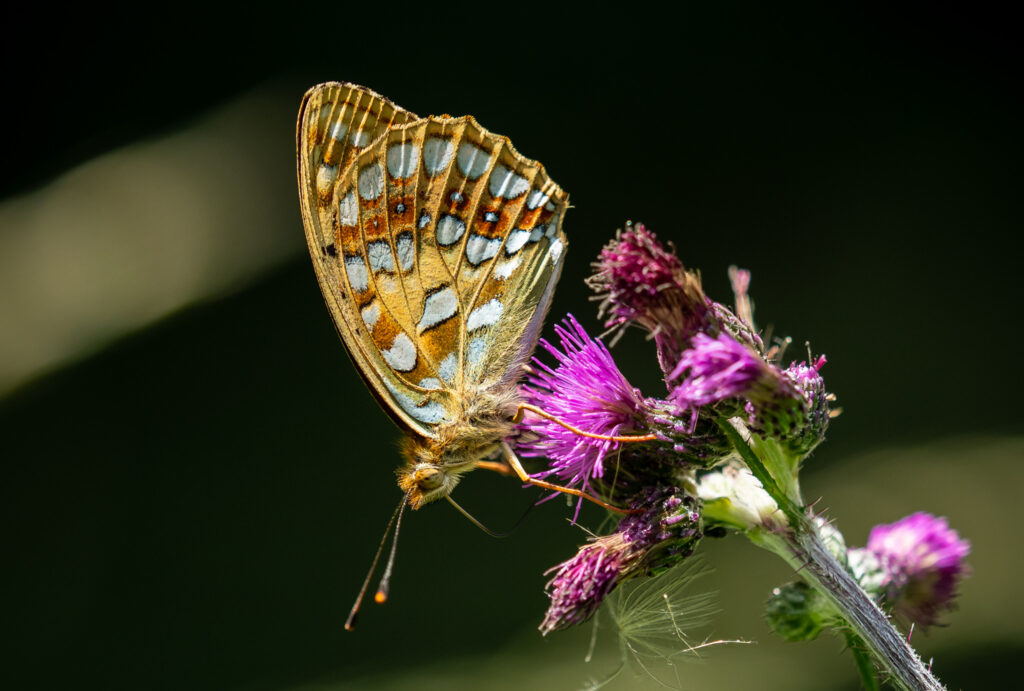 Skovperlemorsommerfuglen (Argynnis adippe) - Bidstrupskovene juli 2018