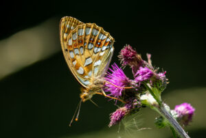 Skovperlemorsommerfuglen (Argynnis adippe) - Bidstrupskovene juli 2018