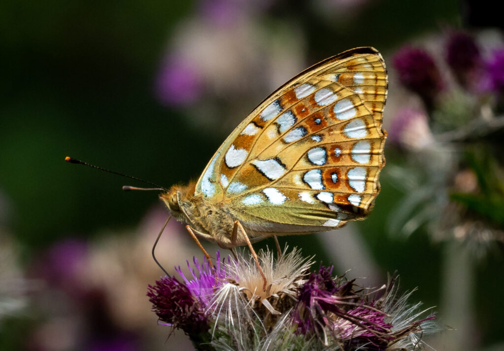 Skovperlemorsommerfuglen (Argynnis adippe) - Bidstrupskovene juli 2018