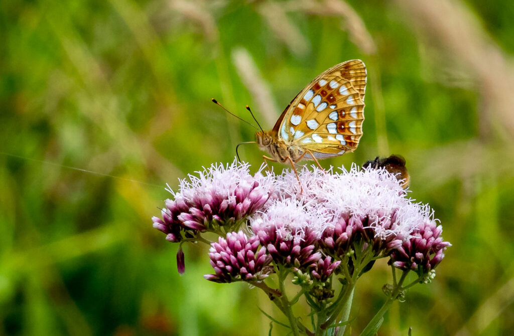 Skovperlemorsommerfuglen (Argynnis adippe) - Bidstrupskovene juli 2018