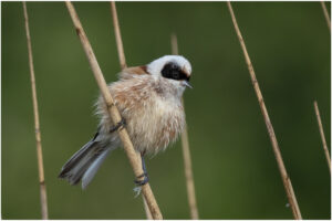Pungmejse - Skænken Sø maj 2021