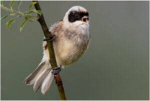 Pungmejse - Skænken Sø maj 2021
