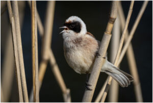 Pungmejse - Skænken Sø maj 2021