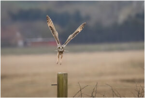 Mosehornugle på strandeng ved Venø Bugt
