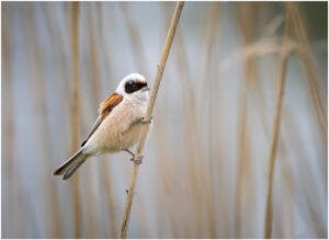 Pungmejse - Skænken Sø maj 2021