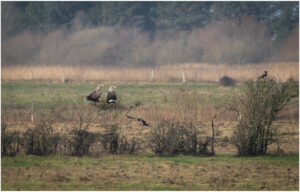 Havørne Skjern Enge