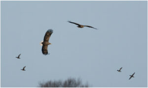 Havørne Skjern Enge