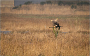 Havørne Skjern Enge