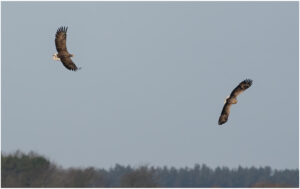 Havørne Skjern Enge