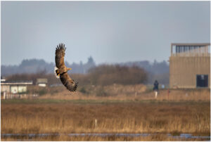 Havørne Skjern Enge