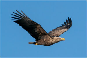 Havørn - Skjern Enge februar 2022