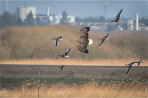 Havørn - Skjern Enge februar 2022