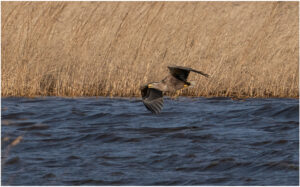 Havørn - Skjern Enge februar 2022