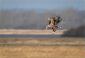 Havørn - Skjern Enge februar 2022