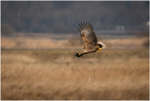 Havørn - Skjern Enge februar 2022