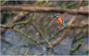 Isfugl - Troldeslugten forår 2020