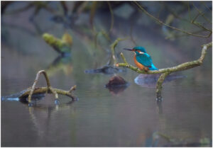 Isfugl - Troldeslugten forår 2020