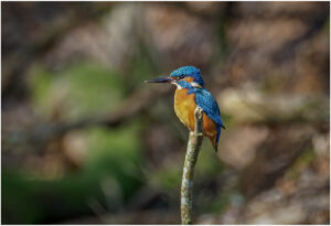 Isfugl - Troldeslugten forår 2020