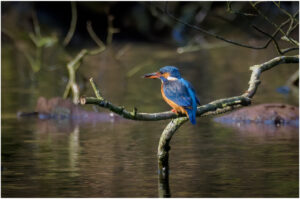 Isfugl - Troldeslugten forår 2020