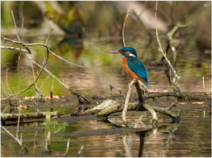Isfugl - Troldeslugten forår 2020