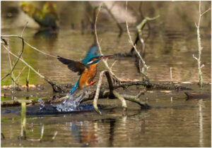 Isfugl - Troldeslugten forår 2020