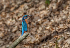Isfugl - Troldeslugten forår 2020