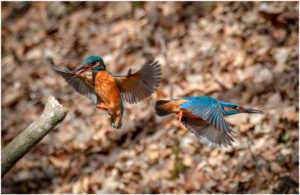 Isfugl - Troldeslugten forår 2020