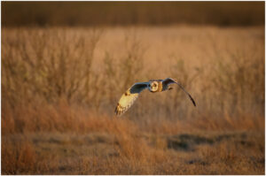 Mosehornugle ved Sønder Lem Vig