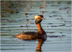 Nordisk Lappedykker - Andenes, juni 2020