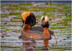 Nordisk Lappedykker - Andenes, juni 2020