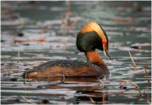 Nordisk Lappedykker - Andenes, juni 2020