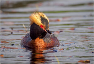Nordisk Lappedykker - Andenes, juni 2020