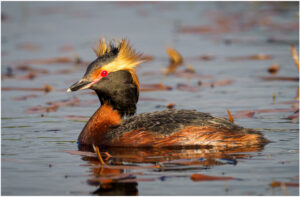 Nordisk Lappedykker - Andenes, juni 2020